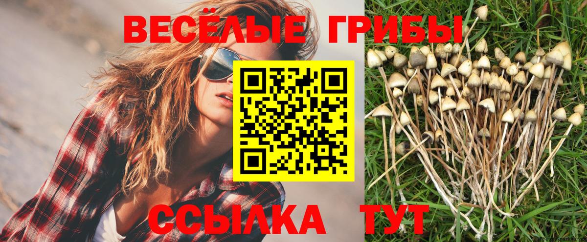 дарнет шоп  Вход с VPN  Ставрополь  Псилоцибиновые грибы Magic Shrooms 